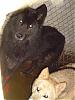 Our pet Wolves-dsc00258-jpg