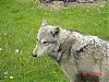 Our pet Wolves-dsc00821-jpg