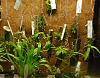 What to Use for BACK WALL of ORCHIDARIUM?-wall-orchidarium-jpg