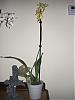 4 New Orchids... 'Cambria'..?-cimg0004-640x480-jpg