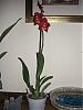 4 New Orchids... 'Cambria'..?-cimg0006-640x480-jpg