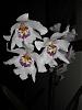 4 New Orchids... 'Cambria'..?-cimg0015-640x480-jpg