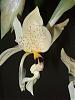 Stanhopea Occulata-100_1312-medium-jpg