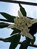 Stanhopea Occulata-100_1324-medium-jpg