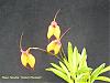 Some more Masdevallias-golden-pheasant-jpg