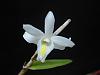 Pigeon Orchid-dsc02259-jpg