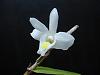 Pigeon Orchid-dsc02260-jpg