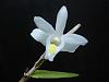 Pigeon Orchid-dsc02261-jpg