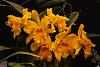 Share pic Cattleya ... it very higt quality..-toronto-43-jpg