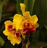 Share pic Cattleya ... it very higt quality..-toronto-59-jpg