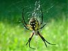 Spiders In The GH-rscn4637-jpg