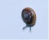 Look what I found...snail on Vanda-snailonvandacrop-medium-jpg