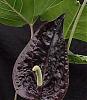 PLEUROTHALLIS INFLATA-anthurium-black-speciesdr-jpg