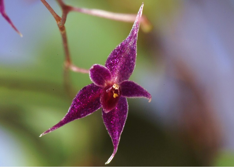 Lepanthopsis astrophora 'Stalky' - Orchid Board - Most Complete