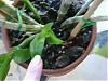 Dendrobium Detectives needed - what is it?-att00012-jpg