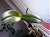 This Phal is in trouble.  Ideas anyone?-p1020614-jpg