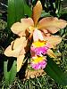 Blc. Goldenzelle 'Ambrosia' x C. forbesii 'Lucent Green'-2008_10090013-jpg