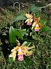 Blc. Goldenzelle 'Ambrosia' x C. forbesii 'Lucent Green'-2008_10090012-jpg