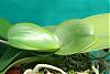 growth disorder?-phalaenopsis-jpg