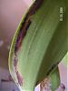 Cattleya Virus or not-pict0009-jpg