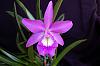 First Bloom Seedling-orchid-photos-074-jpg