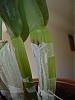 Cattleya dying from black spots! Virus or fungus? Is it too late?-2-jpg