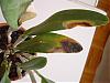Cattleya dying from black spots! Virus or fungus? Is it too late?-4-jpg