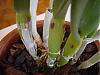 Cattleya dying from black spots! Virus or fungus? Is it too late?-5-jpg