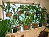 What are best Catasetums to grow in the home?-pb160001-enhanced-jpg