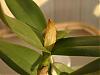 Cattleya skinneri var alba-cattleya_-1-jpg