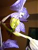 V. NOID Flower deformity-p1000117-jpg