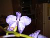 V. NOID Flower deformity-p1000120-jpg