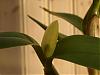 Cattleya skinneri var alba-cattleya_-3-jpg