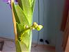 New unknown orchid with self cracking roots &amp; blackening tips...Pics attached.-flower-spike-jpg