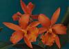 Looking for a picture of BLC Orange Nugget 'Kadooka'-1467-jpg