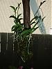 mounted tolumnia sylvestris-001-jpg