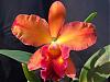 Slc Bright Angel x Blc Toshie Aoki 'Robyn'-dscf2470small-jpg