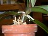 What are Phalaenopsis growth habits?-phal_2-jpg