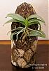 What are Phalaenopsis growth habits?-2008-11-22-phal-dyahredita-jpg
