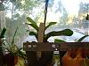 Can someone post a pic of a &quot;flowering size&quot; paph-200811paph-maudiae-size-jpg