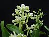 Brand new species Anacheilium terassanianum Campacci &amp; Harding-anacheilium-vespa-var-albinum-jpg