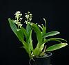 Brand new species Anacheilium terassanianum Campacci &amp; Harding-anacheilium-vespa-var-albinum-plant-jpg