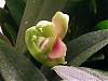 Dendro. Noid Blooming in Flask!!!-2008_11250008-jpg