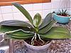 What are Phalaenopsis growth habits?-orchids-219-jpg