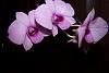 Help saving/caring for (and identifying) clearance orchids-dendro-flower-jpg
