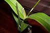 Help saving/caring for (and identifying) clearance orchids-dendro-leaves-close-jpg