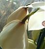 black/brown spots on cymbidium, please help!-cym-015-jpg