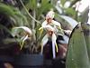 Masdevallia blooms-ghnov3008-012-jpg