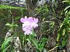 Dendrobium blooms-dens-003-desktop-resolution-jpg