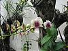 Dendrobium blooms-dens-006-desktop-resolution-jpg